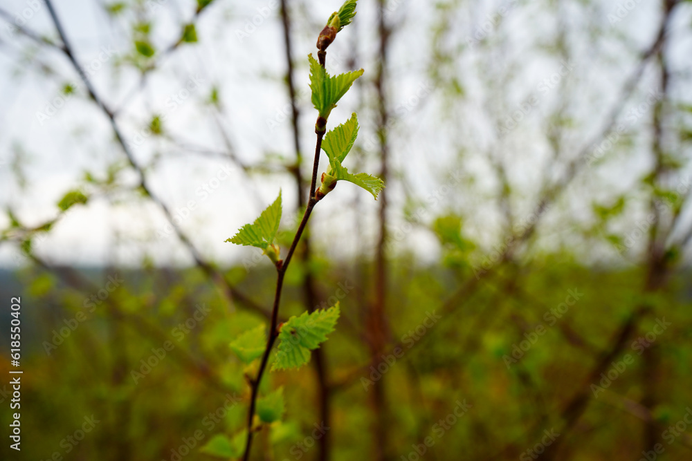 Close up of young leaves in the spring Close up of young leaves in the spring