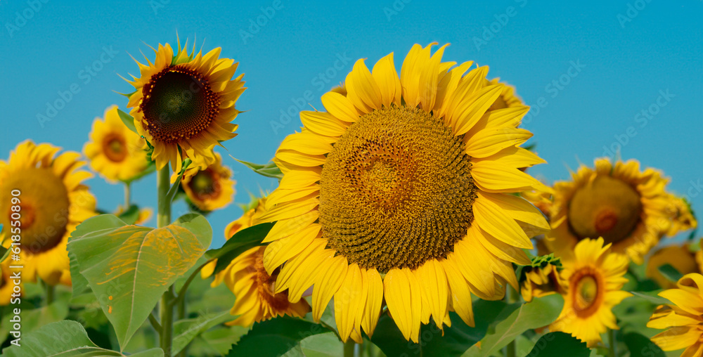 Fototapeta premium Landscape Of Sunflower fields And blue Sky clouds Background.Sunflower fields landscapes on a bright sunny day with patterns formed in natural background..Landscape Of Sunflower fields And blue Sky