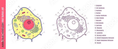 The Structure of Normal Human Cell