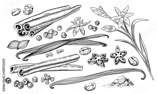 Set of spices. Vanilla flower, dried vanilla sticks, cinnamon, allspice, coffee beans, cardamom, anise, cloves isolated on white background. Linear illustration. Sketch style. Ingredient for baking