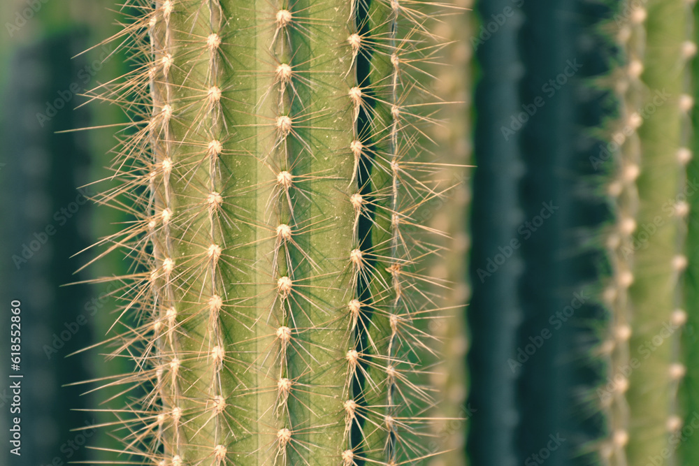 Green cactus (carnegiea gigantea), blured background. Green cactus (carnegiea gigantea), blured background.
