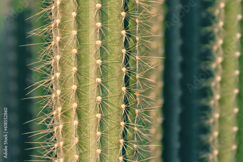 Green cactus (carnegiea gigantea), blured background.