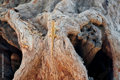 Little gecko gekkonidae sitting on tree trunk in city park, funny speedy carnivorous lizard gecko