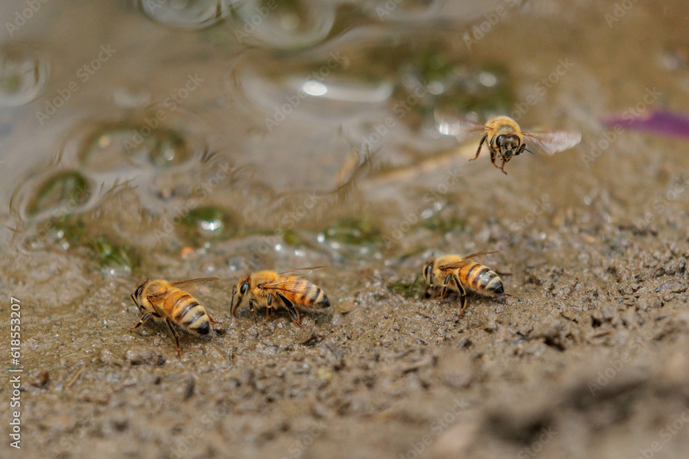 土の中のミネラルを集めるミツバチ 土の中のミネラルを集めるミツバチ