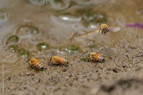 土の中のミネラルを集めるミツバチ © Gottchin Nao