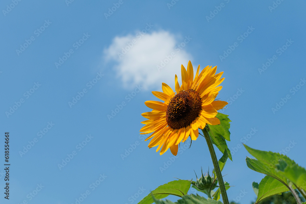青空に映える向日葵の花 青空に映える向日葵の花