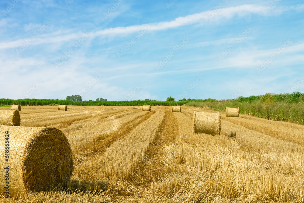 Fototapeta premium hay bales in the field, sunny day