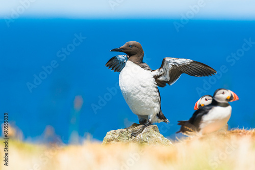 Guillemot, Uria Aalge in Habitat photo