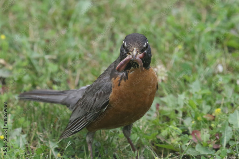 Robin parent with food in beak for young babies Robin parent with food in beak for young babies