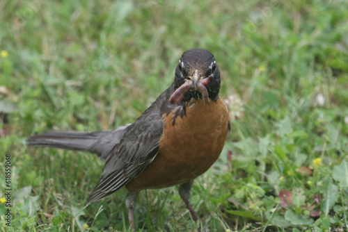Robin parent with food in beak for young babies