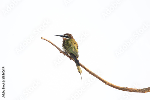 Olive bee eater is sitting on the branch. Merops superciliosus in the Madagascar's park. Small green bird with long beak and white strip on head.  photo