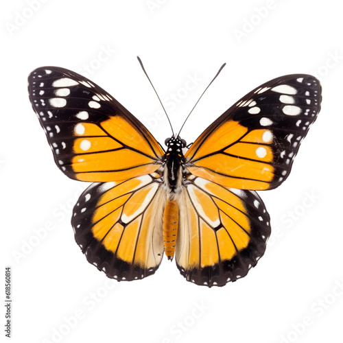 Front view of Common tiger butterfly isolated on white transparent background
