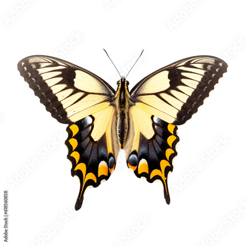 Front view of Giant swallowtail butterfly isolated on white transparent background