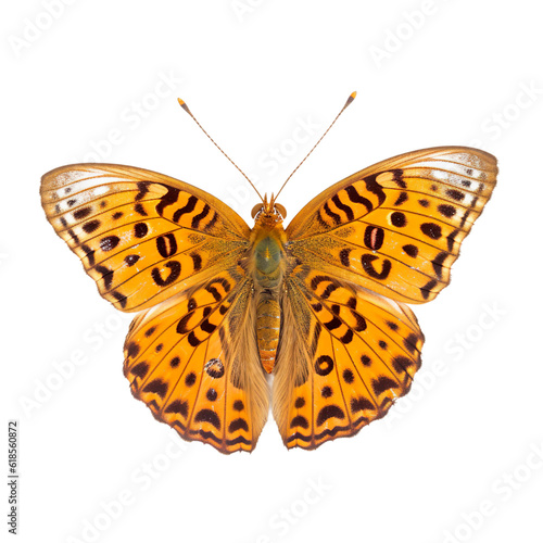 Front view of Great spangled fritillary butterfly isolated on white transparent background © SuperPixel Inc