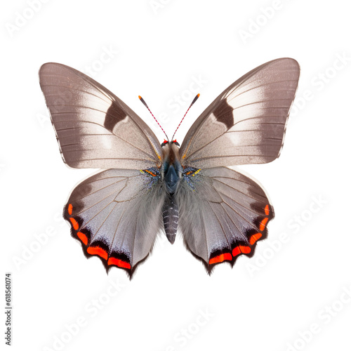 Front view of Gray hairstreak butterfly isolated on white transparent background