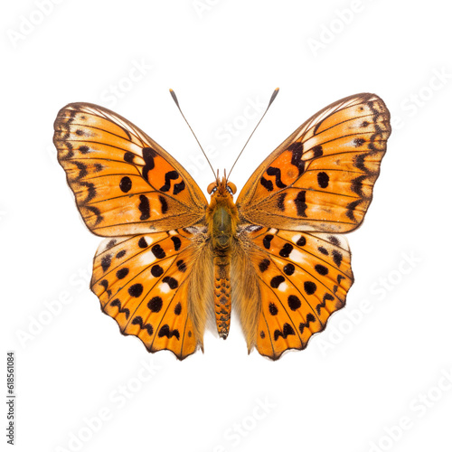 Front view of Indian fritillary butterfly isolated on white transparent background