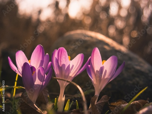 Purple crocus flowers in the spring sunshine