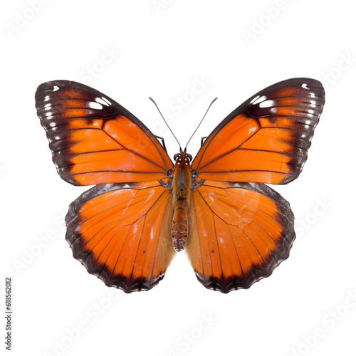 Front view of Viceroy butterfly isolated on white transparent background