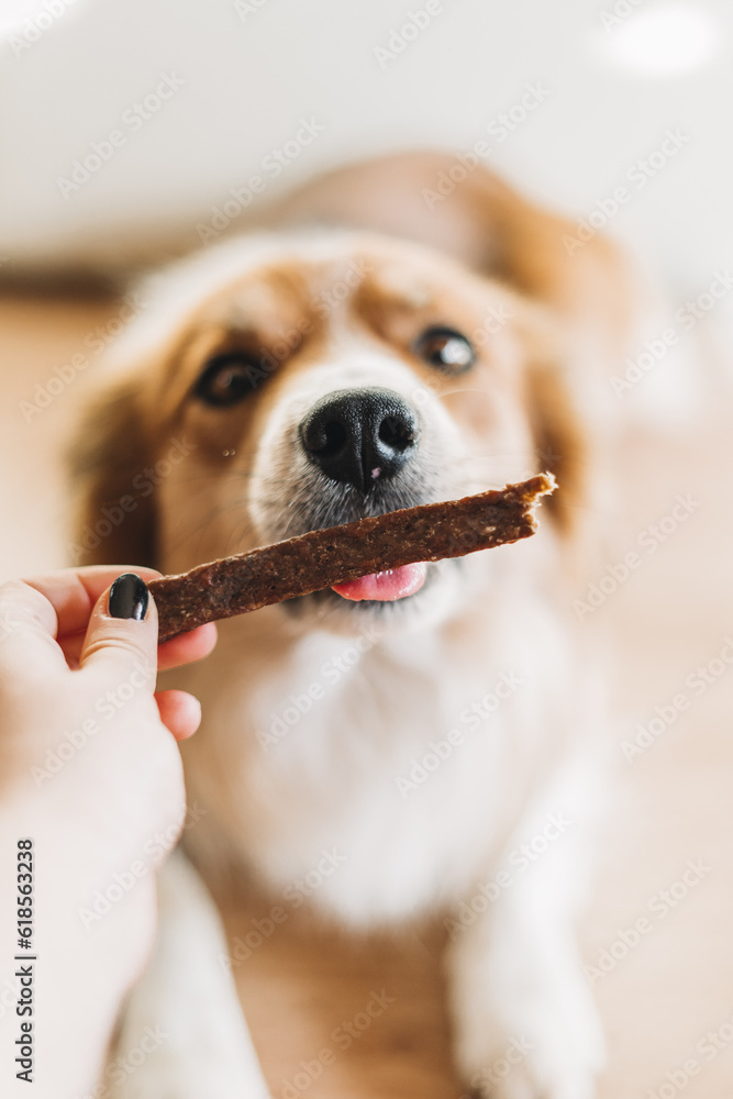 Dog licking treat Stock Photo Adobe Stock