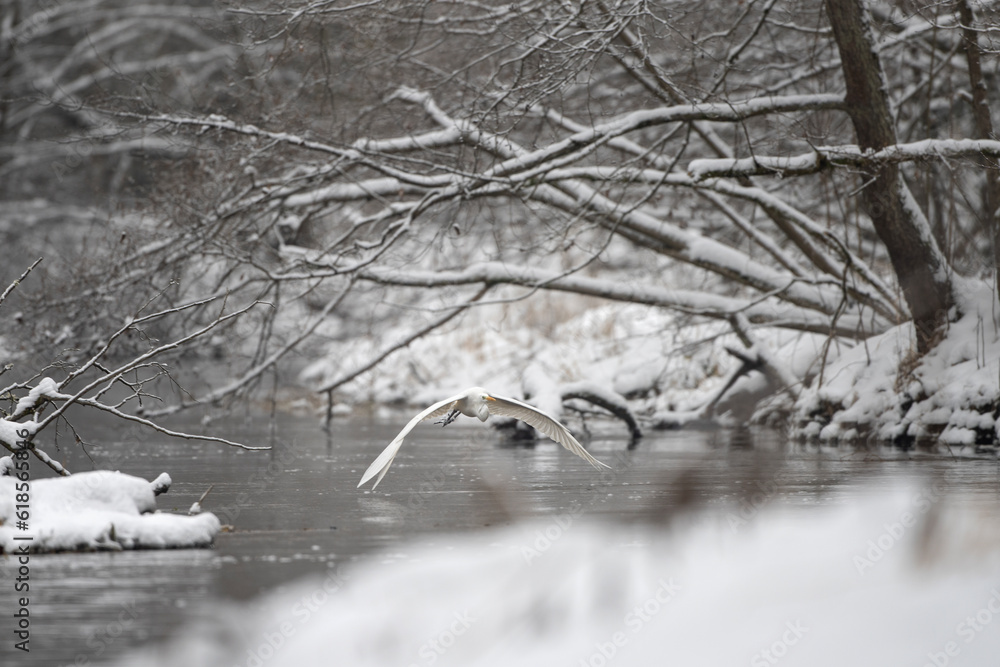 Great egret by the river bank. White heron are fishing around winter's water. European nature. White bird with long beak and neck. Great egret by the river bank. White heron are fishing around winter's water. European nature. White bird with long beak and neck.