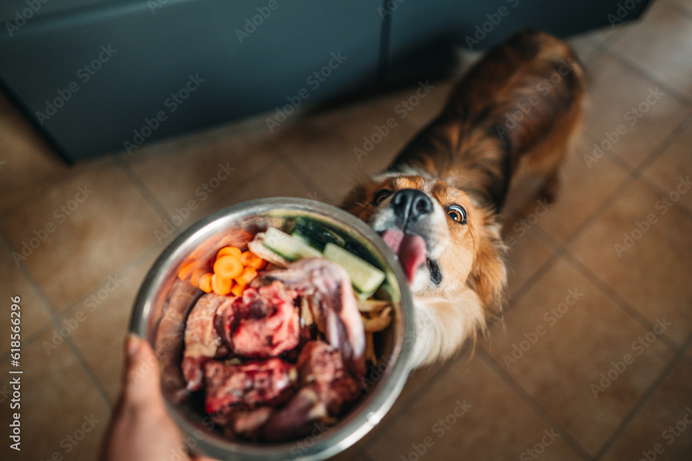 Border collie licking a bowl of raw dog food - obrazy, fototapety, plakaty 