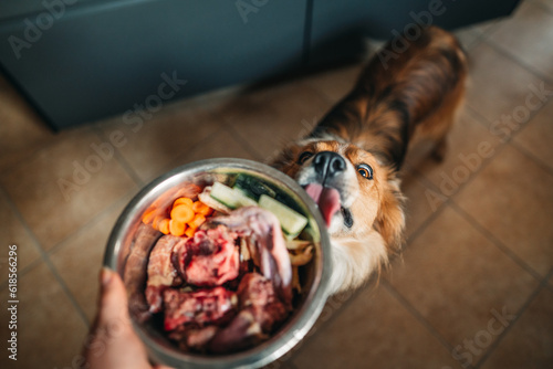 Border collie licking a bowl of raw dog food