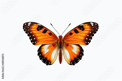 butterfly isolated on white background © Waqas