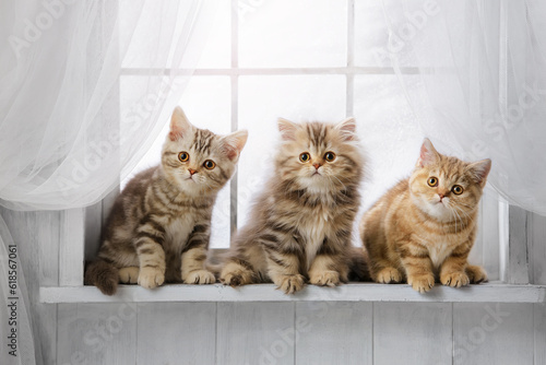Fotografie, Obraz Cute kittens on the windowsill