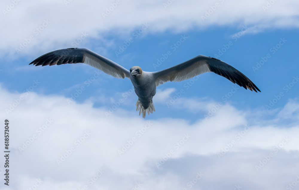 Great northern gannets in flight with blue sky background 