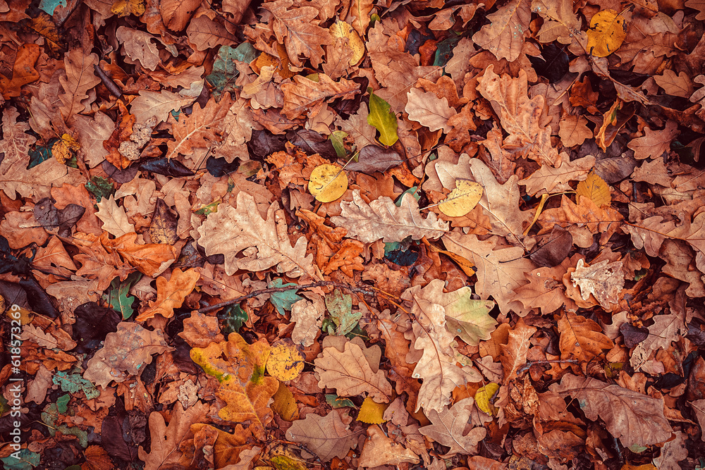 Background of Autumn Leaves. Yellow, Red, Brown Foliage. Texture of Leaf Fall. Vintage style.