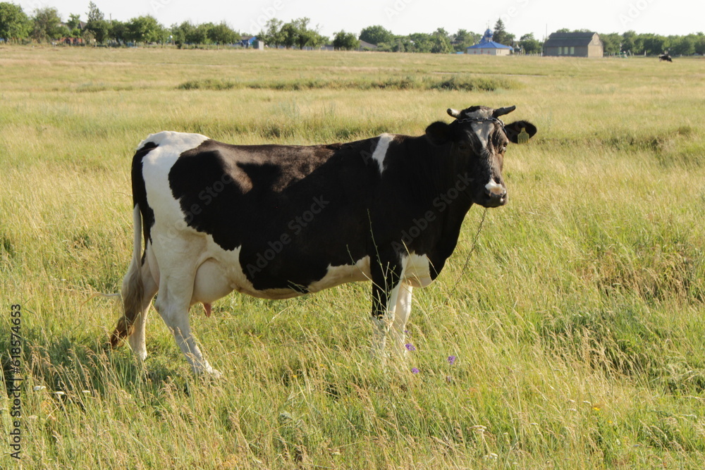 A cow standing in a field
