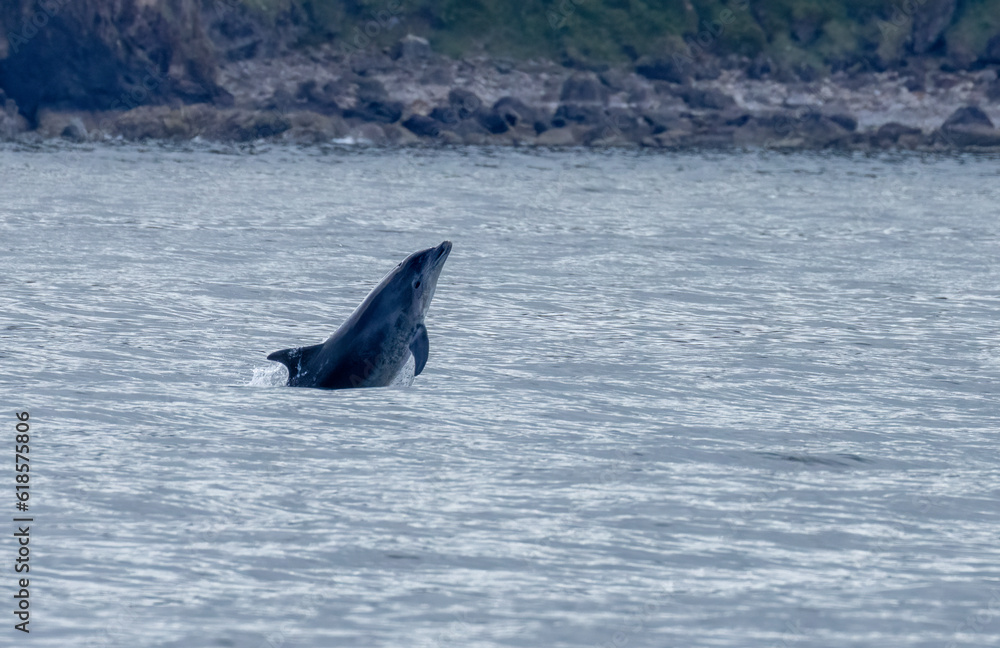 Fototapeta premium Dolphin leaping out of the water