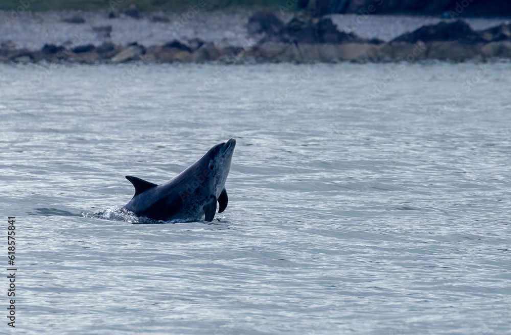 Fototapeta premium Dolphin leaping out of the water