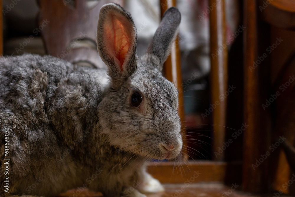 Naklejka premium The Giant chinchilla rabbit posing from different angles