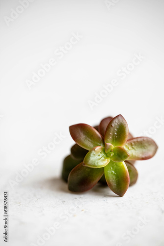 Succulent on a white background, close up