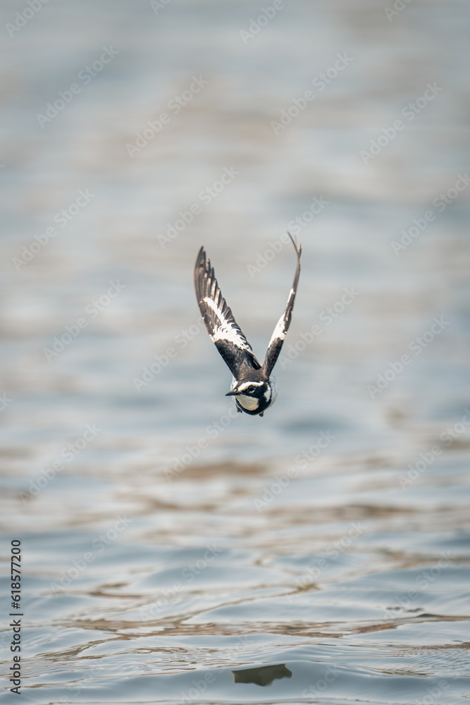 African pied wagtail crosses river towards camera African pied wagtail crosses river towards camera