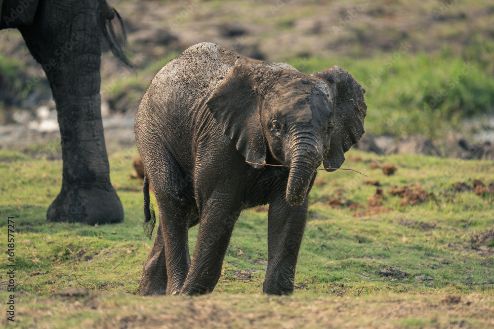 Fototapeta premium Baby African bush elephant stands holding branch