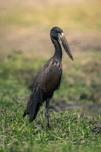 African openbill stands on grass in profile