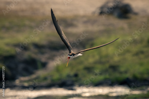 African skimmer flies over river opening beak © Nick Dale