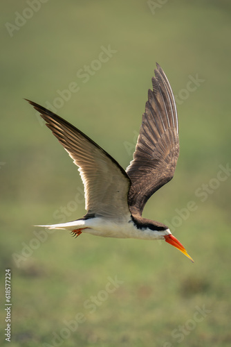 African skimmer flies over grass raising wings