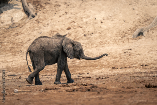 Baby African bush elephant walks swinging trunk