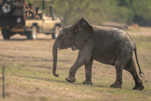 Baby African bush elephant walks past jeep