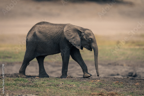 Baby African bush elephant walking along riverbank