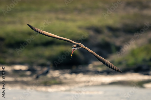 African skimmer glides over river dribbling water © Nick Dale