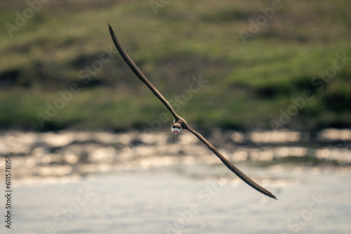 African skimmer crosses river with diagonal wings photo