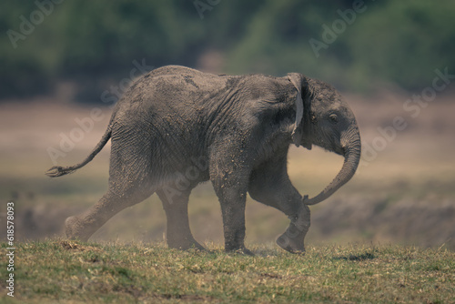 Baby African bush elephant runs over grass