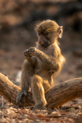 Baby chacma baboon sits on dead log © Nick Dale