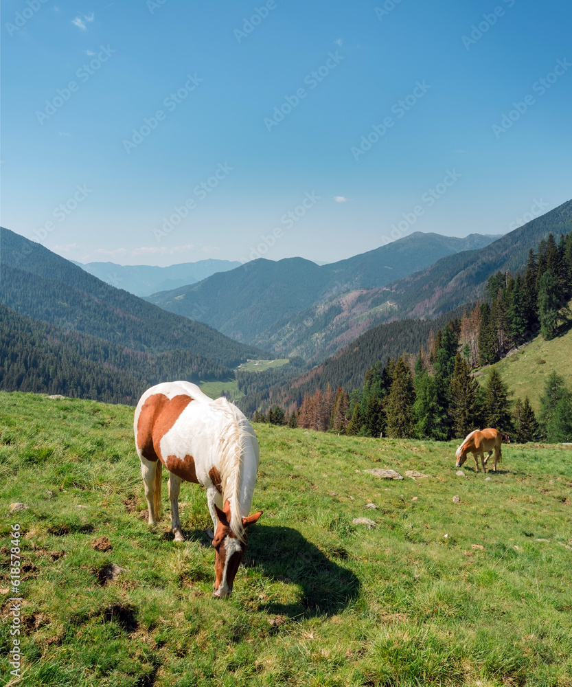 Trentino Alto Adige, Lagorai Italy - Horses grazing in the mountains