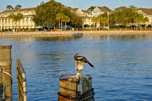 Anhinga bird, American darter, water turkey. Perched on a wooden post on a lake 