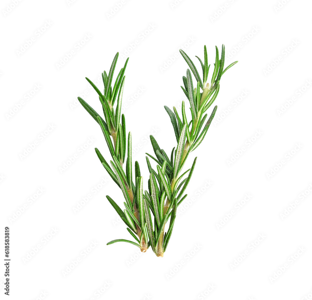 Obraz premium rosemary transparent png